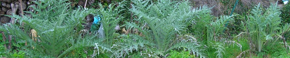 photo artichauts dans un jardin en france